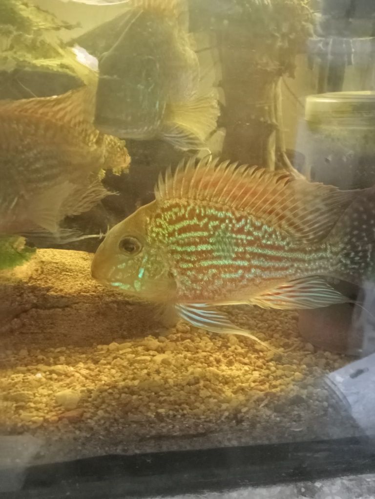 Ziemiojad Sveni, Geophagus Sveni, Młode pielęgnice.