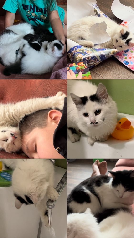 Кошенята котики кішечка кіт котята