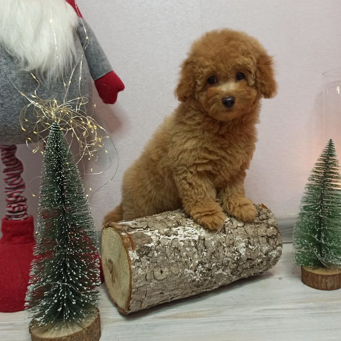 Той Пудель Дівчинка