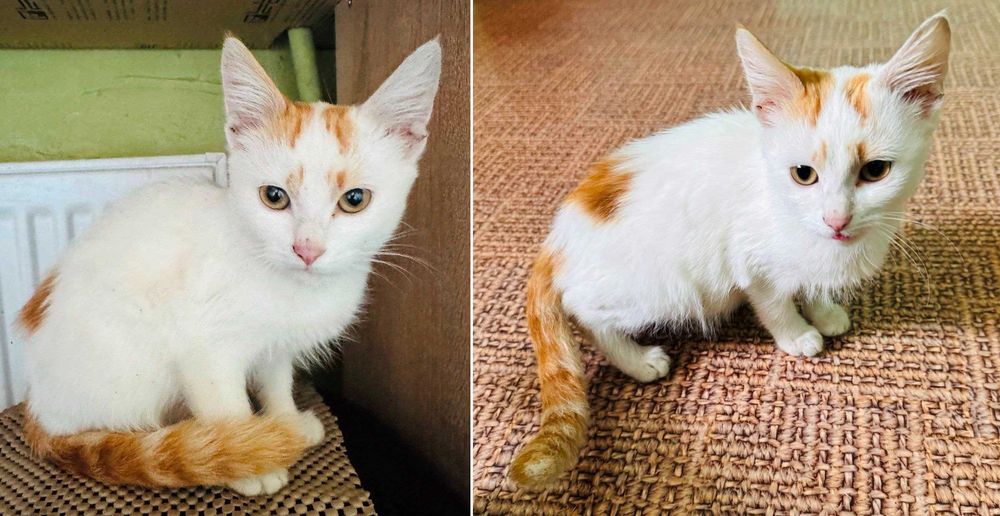 Віддамо гарних котят