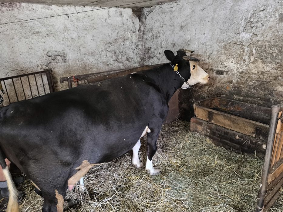 Krowa mleczna Simental