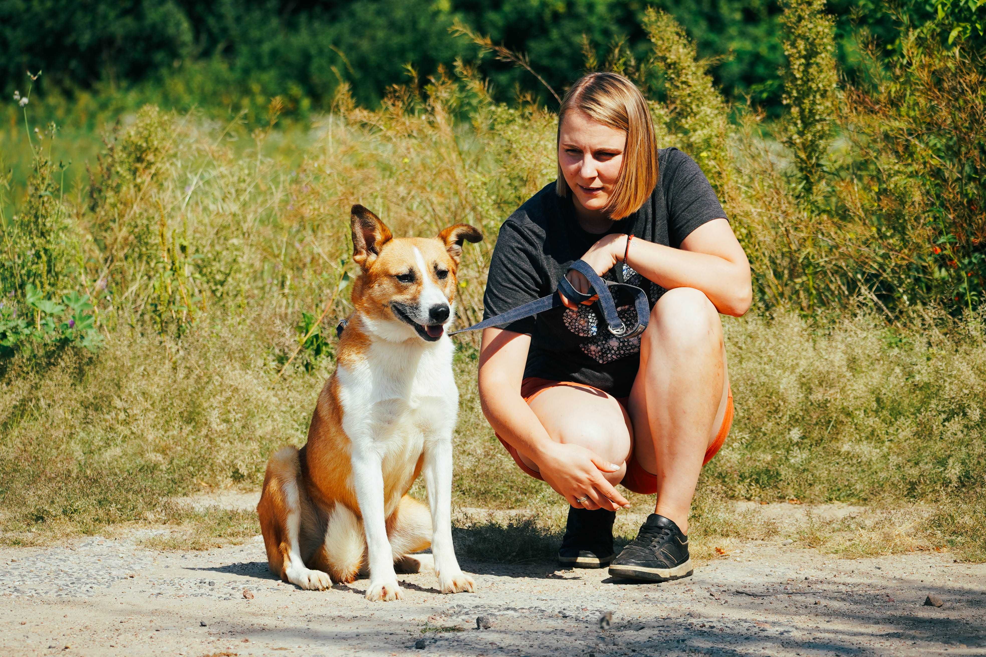 Bogotka - biało-ruda sunia szuka domu