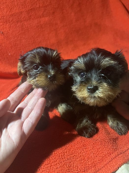 Йоркширский терьер