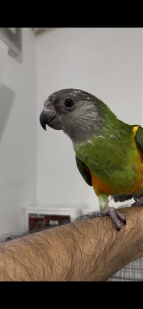 Coleçao papagaios cinzentos