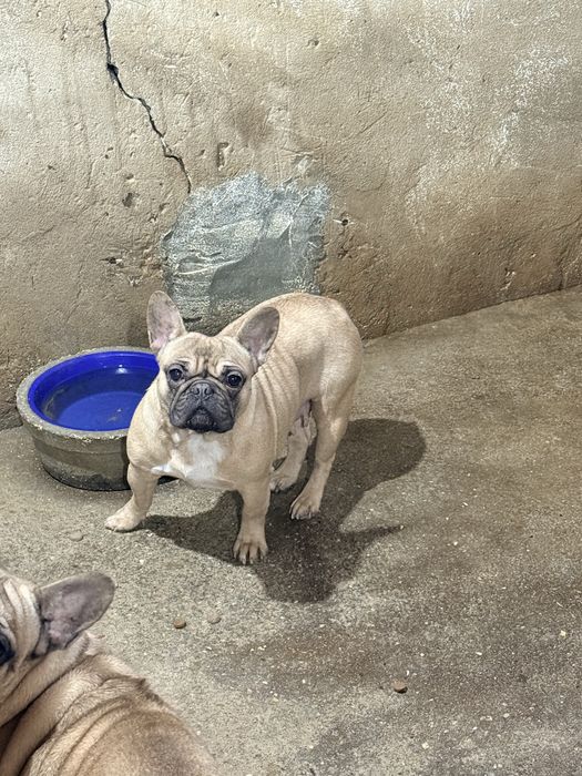 Buldogue Frances Femea