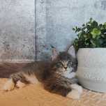 Kocurek Maine Coon