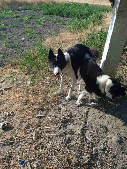 Продам щенков руско-европейской лайки