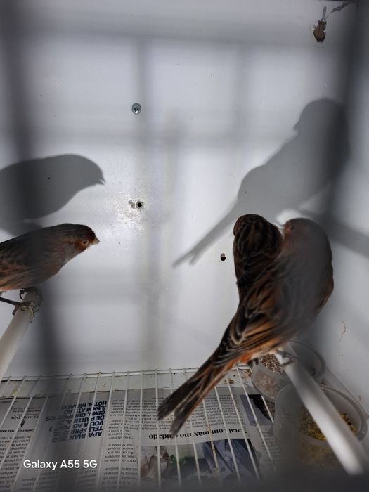 Canarios para venda 2025