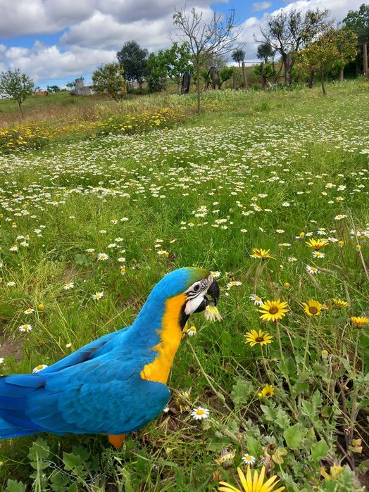 Arara ararauna femea