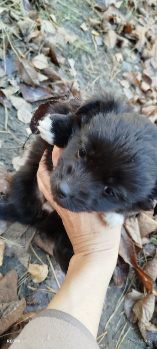 Цуценята шукають дім