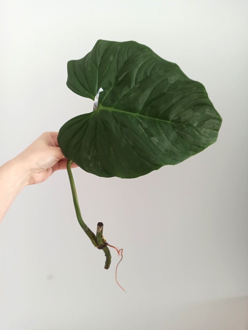 Philodendron Majestic 4