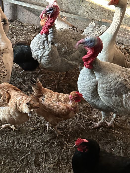 Perus caseiros machos