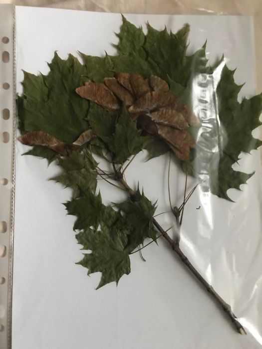 zielnik 30 gatunków z listy