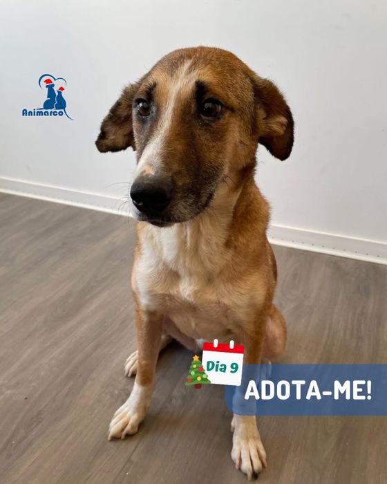 Nala cadela jovem para adoção