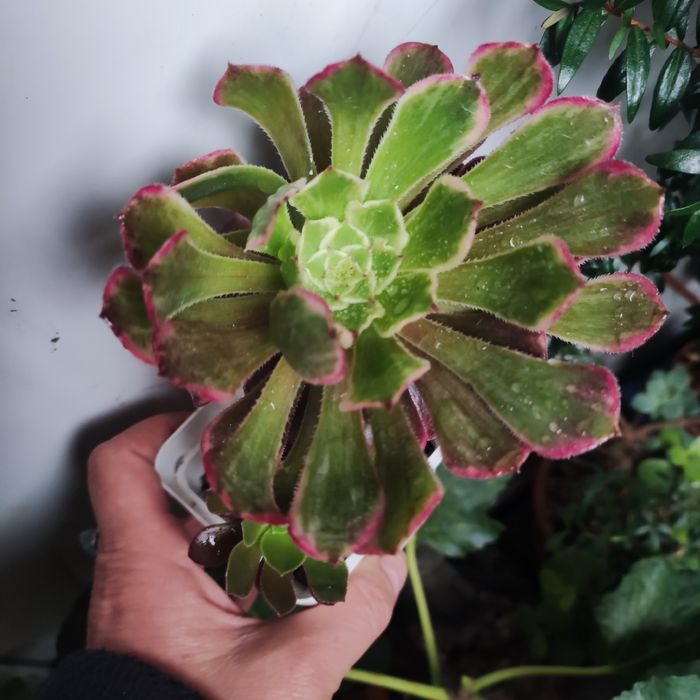 Аеоніум aeonium fiesta var