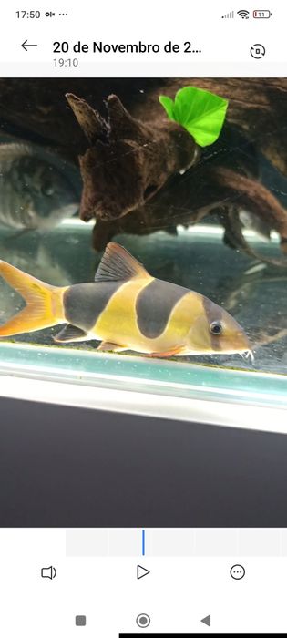 Botia Palhaço excelente