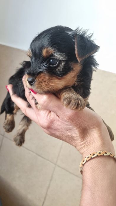 Yorkshire terrier machinho