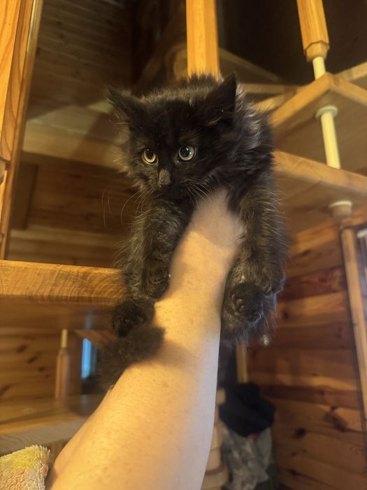 Хлопчик, 2 місяця