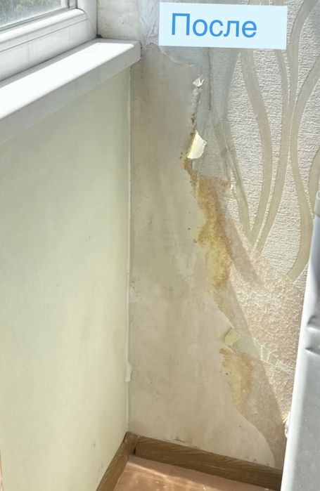 ‼️Видалення плісняви , Видалення грибка з гарантіею