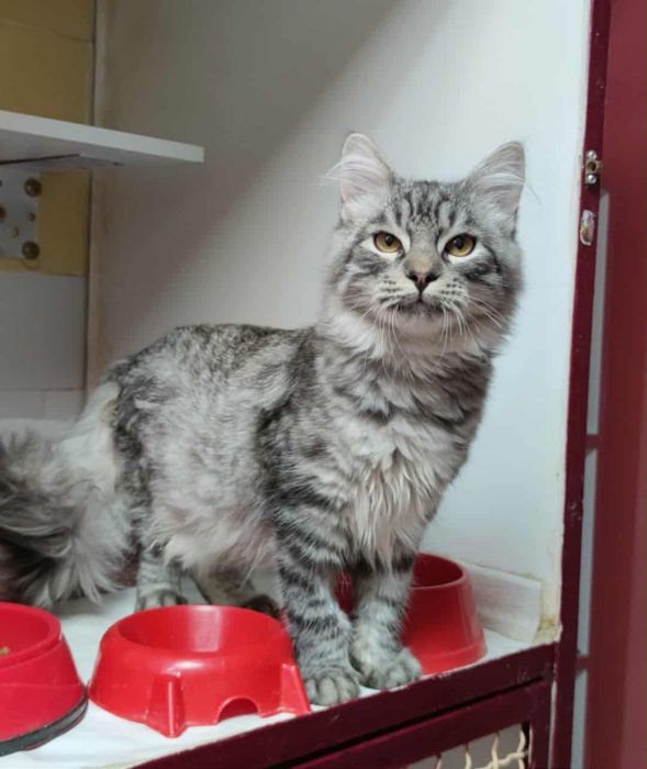Котята из приюта ,ищем семью!