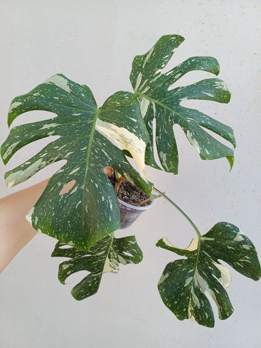 Monstera thai constellation DUŻA