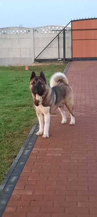 Akita amerykańska do adopcji pies