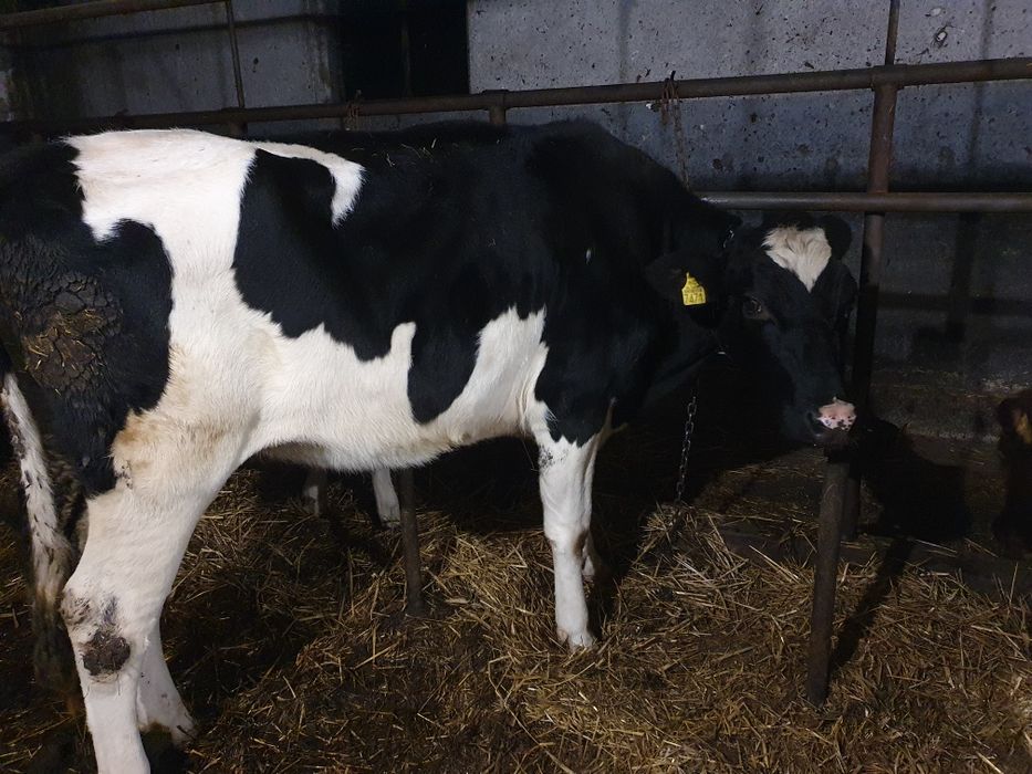 Jałówka wysokocielna