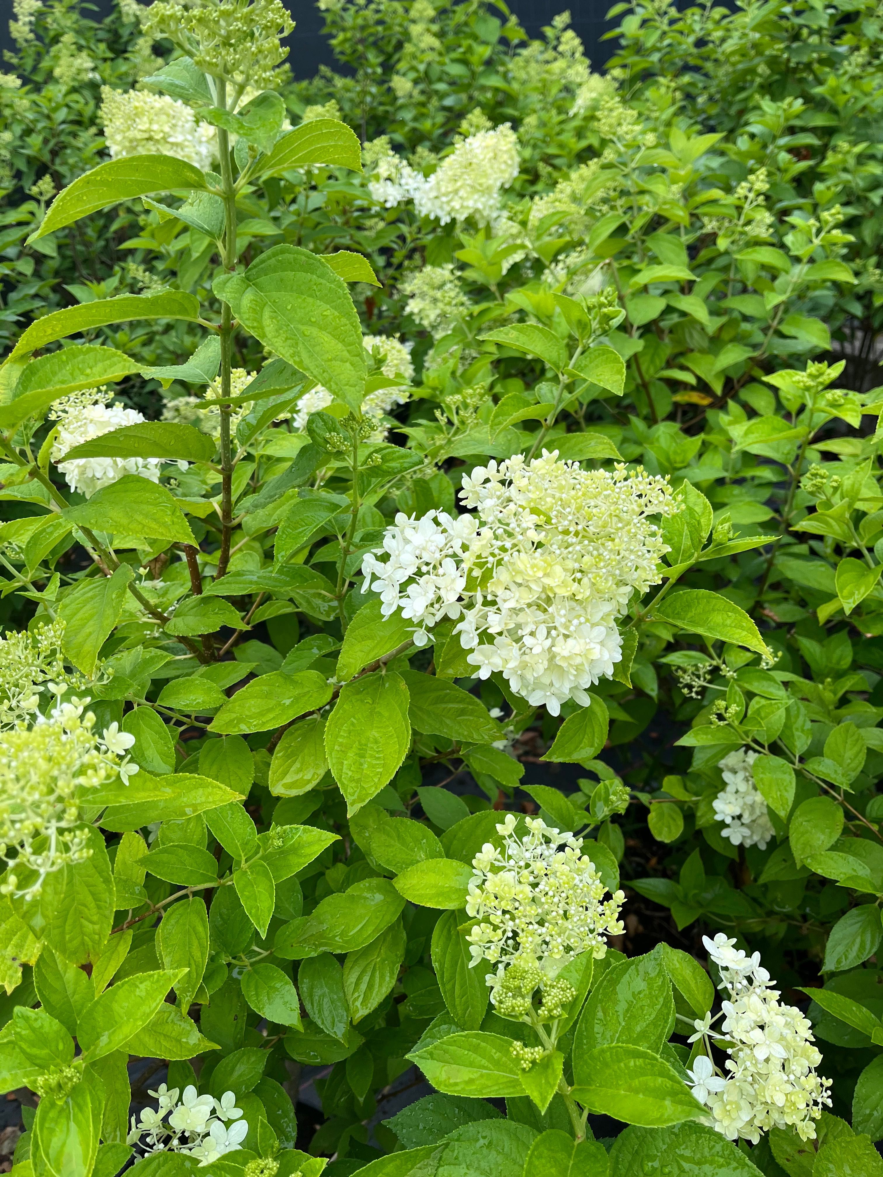 Hortensja bukietowa Limelight
