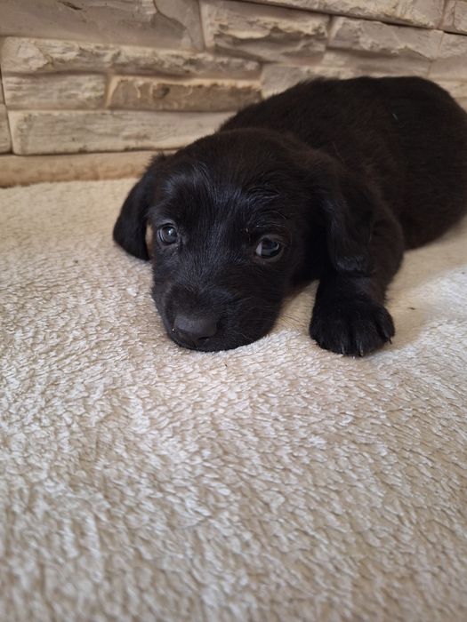 Suczka Cocker Spaniel z kundelkiem