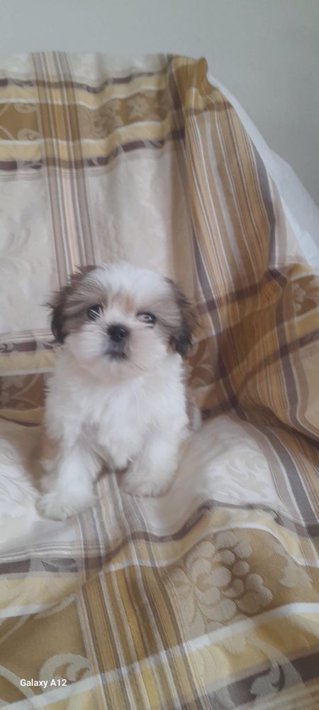 Shih tzu macho boa linhagem