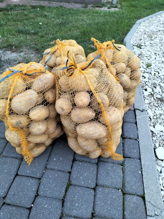 Ziemniaki sadzeniaki Soraya