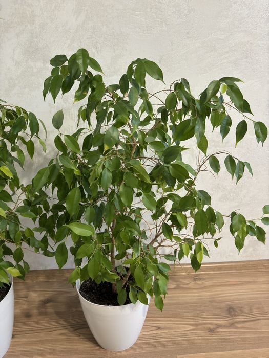 Фикус Бенджамина