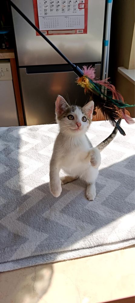 Mała ślicznotka do adopcji