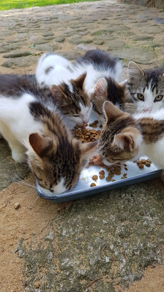 Przekażę kotki do adopcji