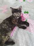 Котенок ищет семью