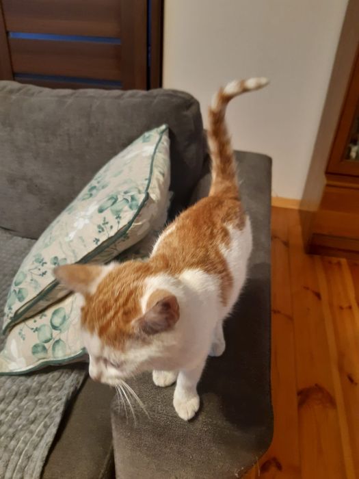 Oddam kotki w dobre ręce