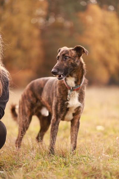 Może i nie widzi, ale kocha mocno. Do adopcji