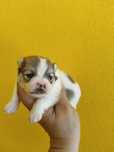 Lulu da Pomerânia menino