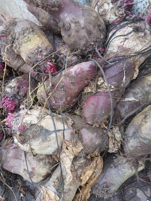 20 kg Buraczki odpadowe karma dla zwierząt królików, kur