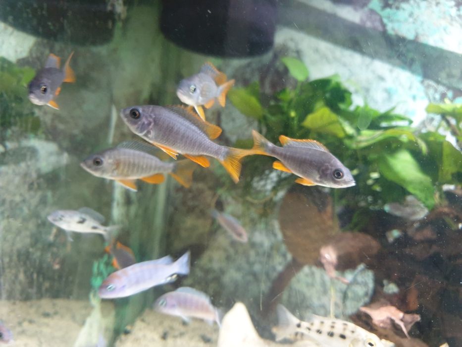 Pyszczaki Bydgoszcz-zerknij-