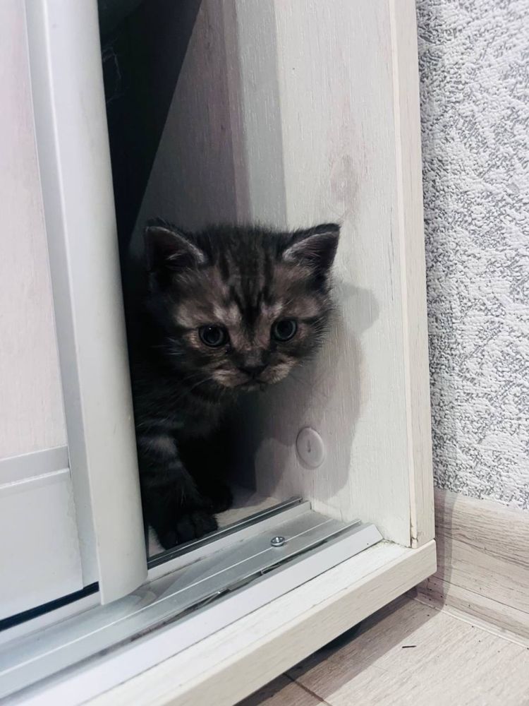 Шотланські кошенята