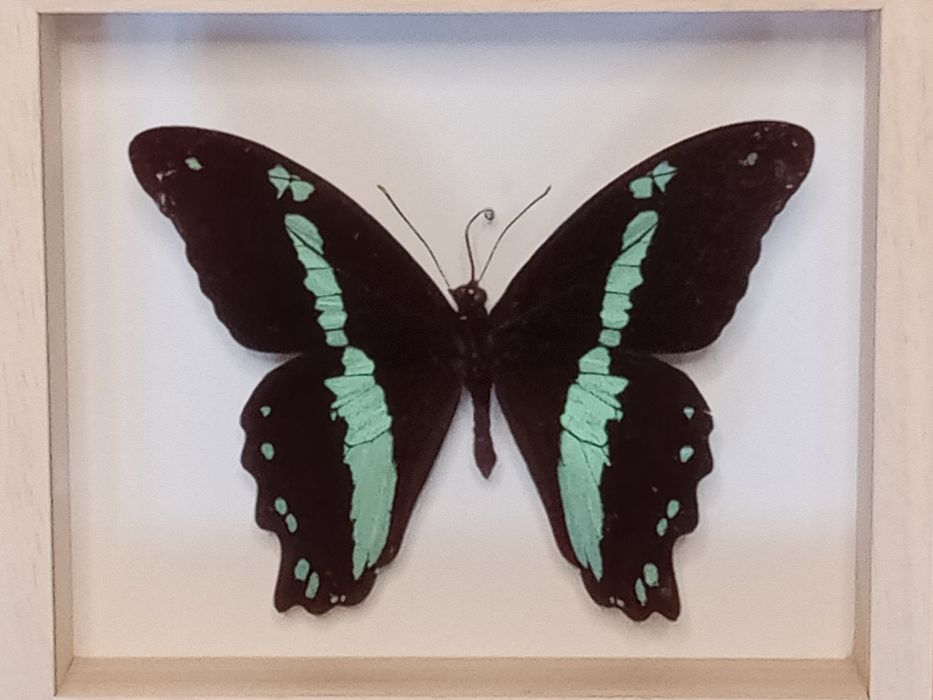 Motyl w ramce 12x14 cm . Popilio nireus .