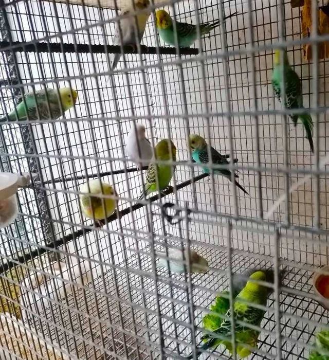 Periquitos novos criados em viveiro comunitário