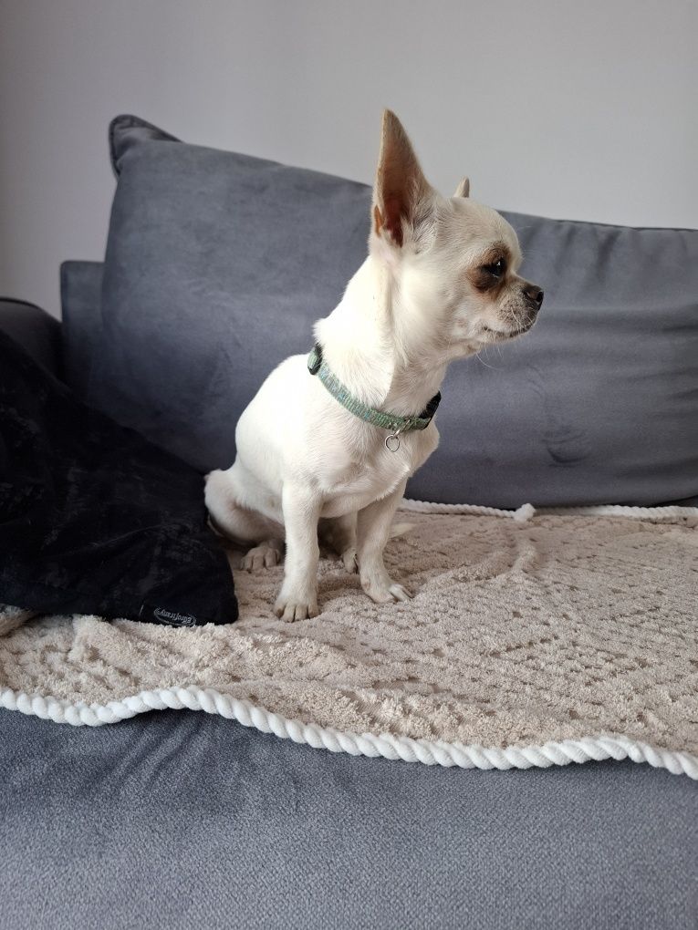Pocieszny piesek chihuahua