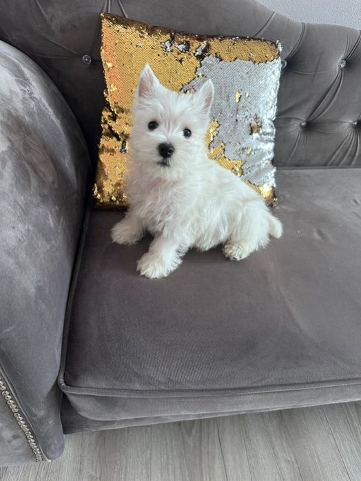 West highland white terrier piesek