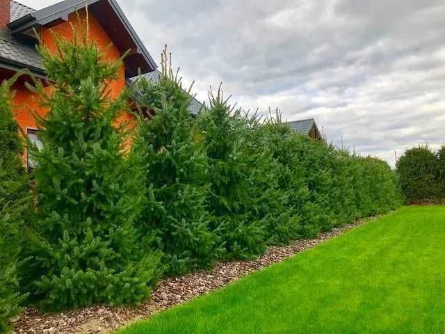 Świerk serbski, Picea OMORICA wys. 150 cm Zamiast Tuji na żywopłot