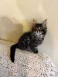 Przepiękny kotek rasy Maine Coon