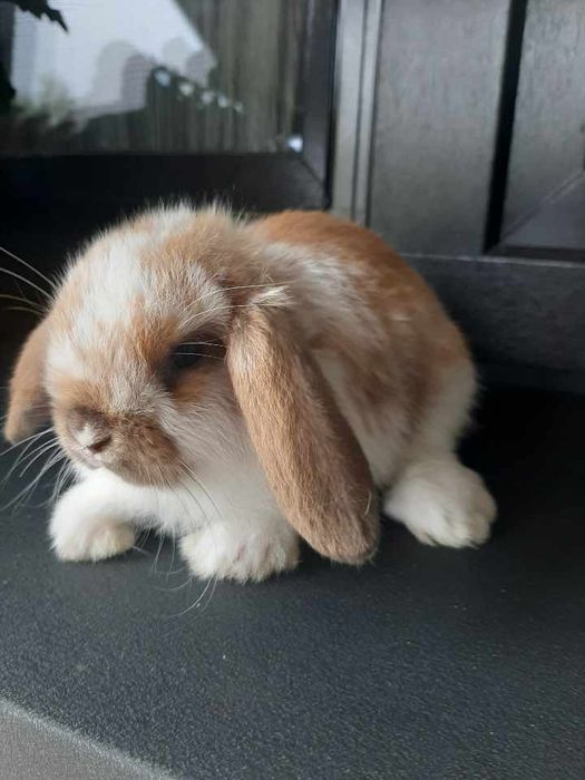 Króliki baranek miniaturka karzełek mini lop