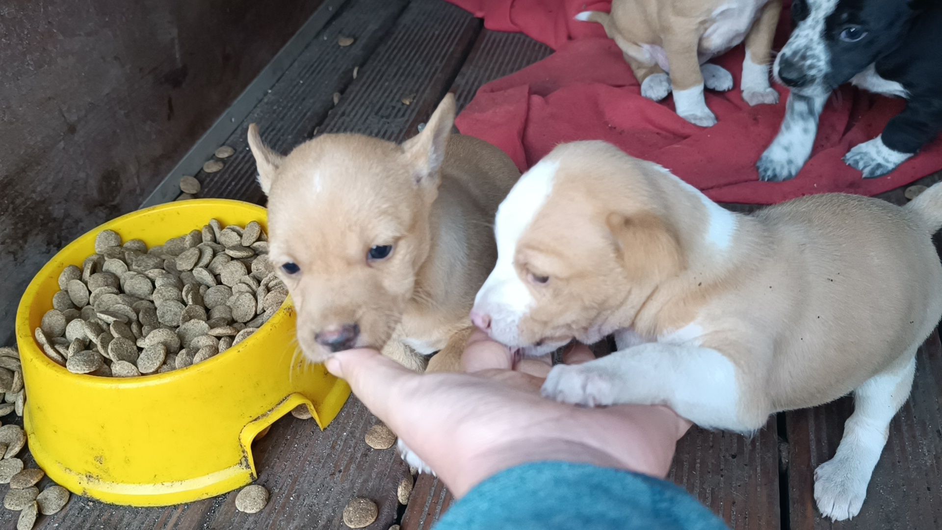 Cachorros raça Podengo