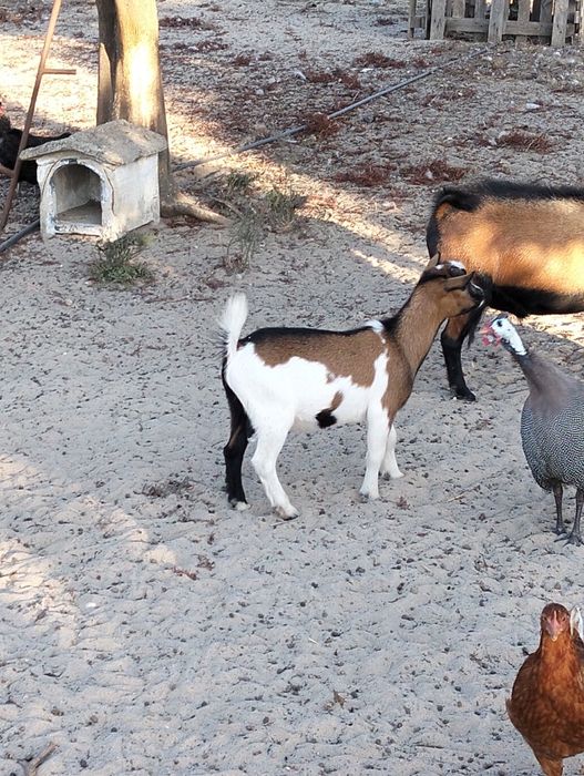 Cabrito anão macho